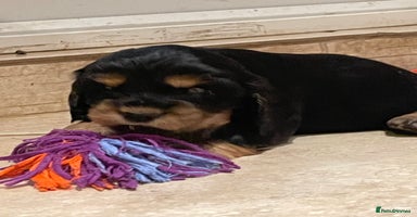 Cocker Spaniel dogs - Advert 1