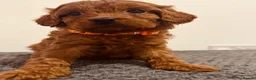 Cavapoo dogs for sale: Darling Cavapoos  - Advert 16