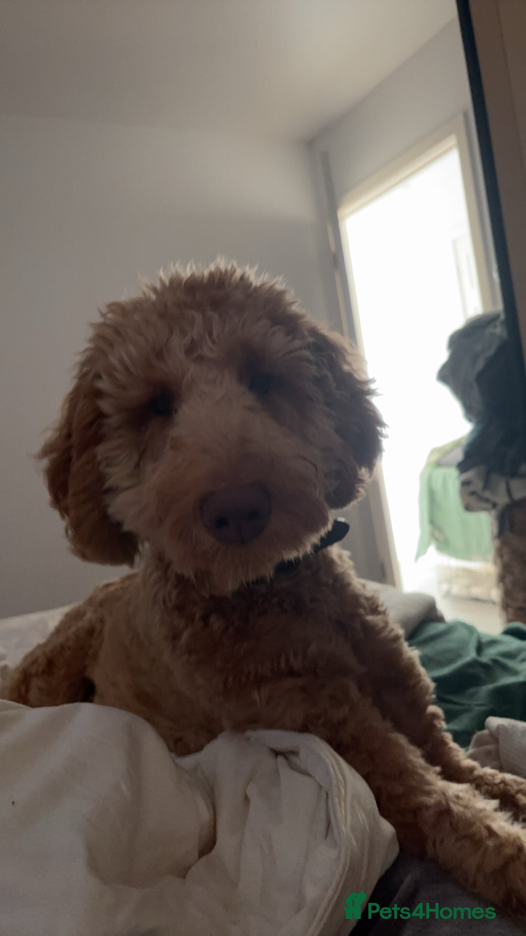 Labradoodle dogs for sale: Teddie  - Advert 4