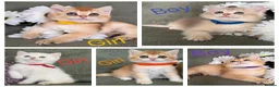 British Shorthair cats for sale: British Sh golden adorable kittens GCCF  - Advert 1