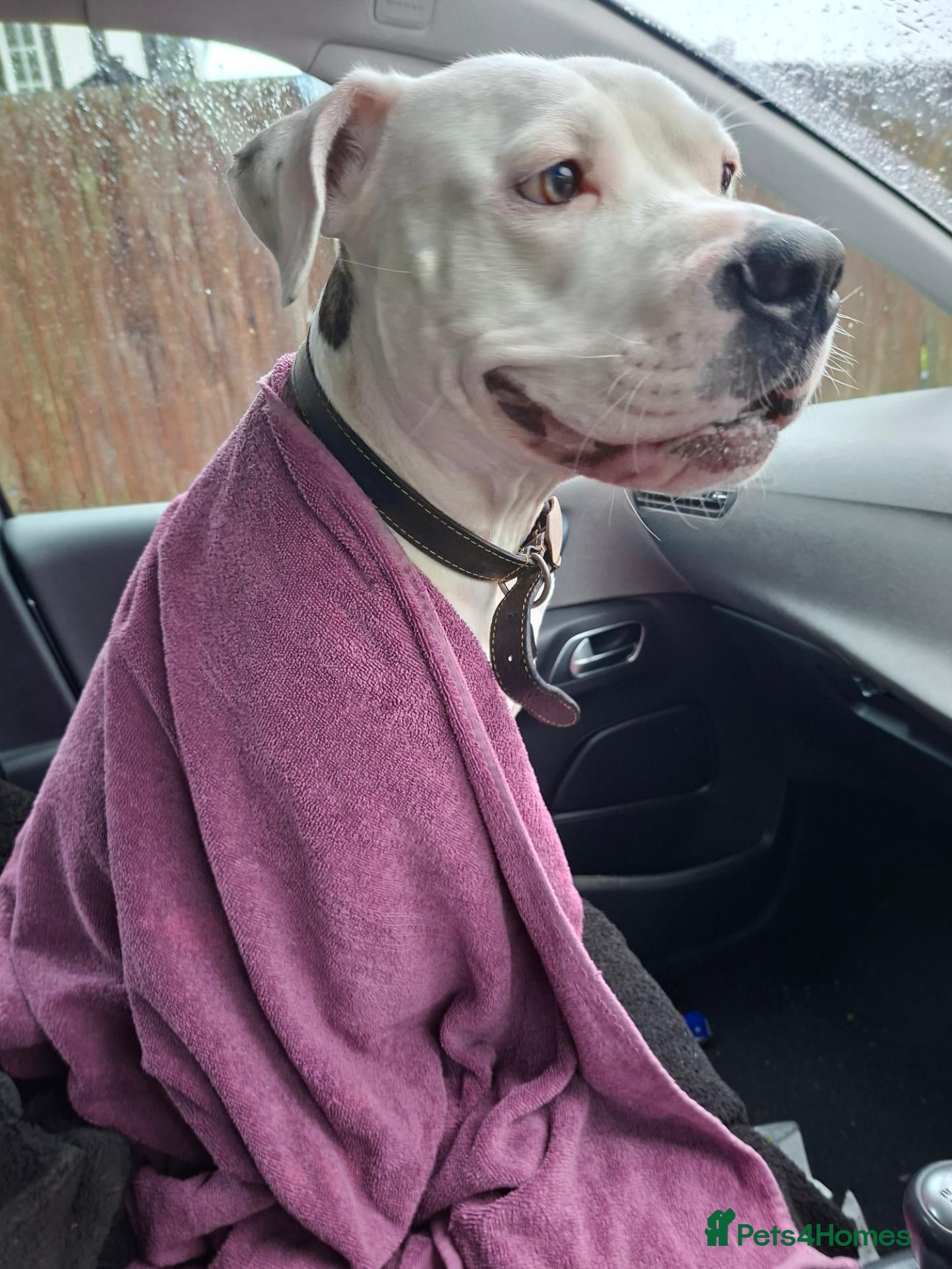 Mixed Breed dogs for sale: Staffy cross americanbulldog asap rehome or foster - Advert 4