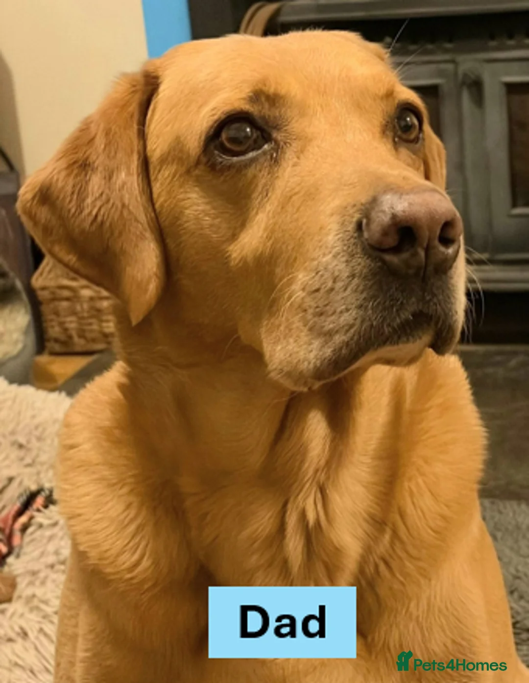 Labrador Retriever dogs for sale: Outstanding Labrador Puppies - Confident & Healthy - Advert 17