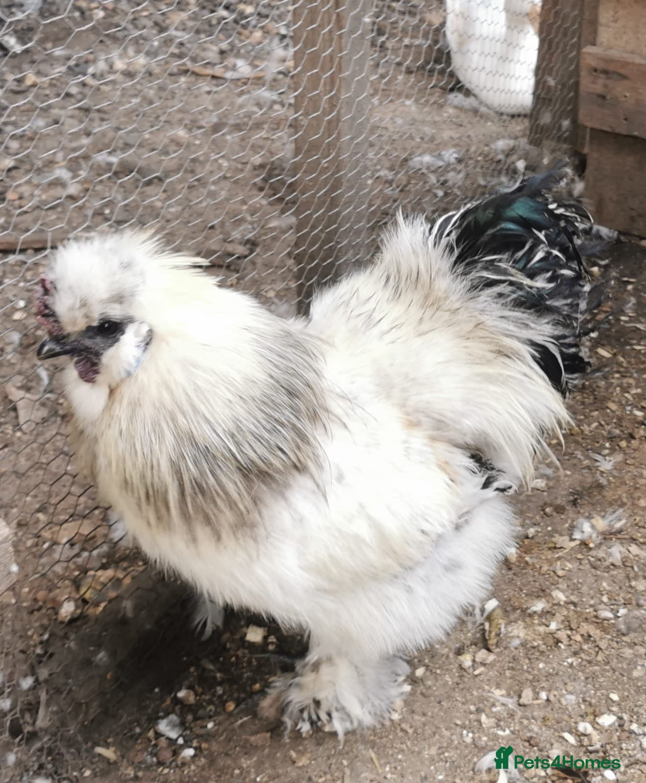 Chickens poultry Pair of silkie bantams  - Advert 11