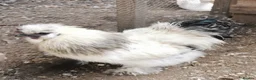 Chickens poultry for sale: Pair of silkie bantams  in Arundel - Advert 1