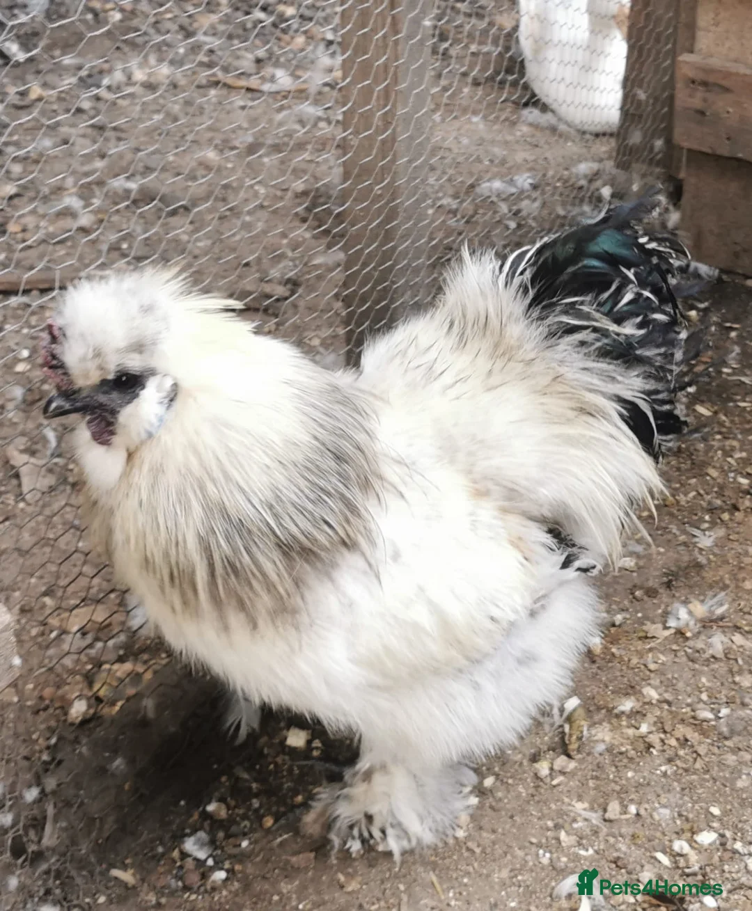 Chickens poultry for sale: Pair of silkie bantams  in Arundel - Advert 1