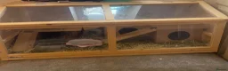 Hamster rodents for sale: Male hamster for rehome - Advert 5