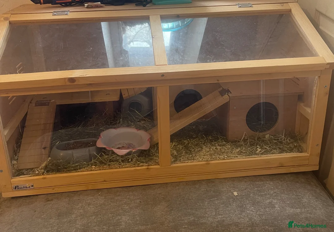 Hamster rodents for sale: Male hamster for rehome - Advert 5