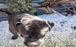 Cane Corso dogs for sale: 23 month Cane Corso - Image 3