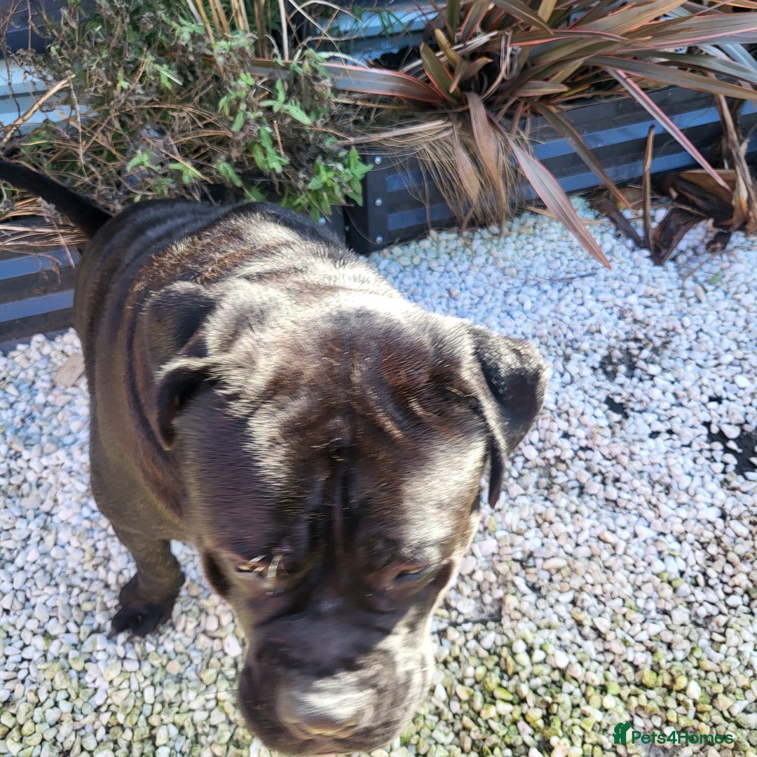 Cane Corso dogs for sale: 23 month Cane Corso - Image 3