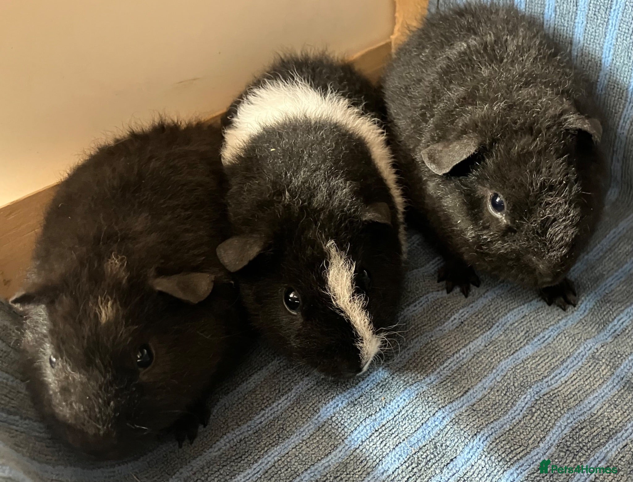 Guinea Pig rodents Pure bred Teddy boys/boars - Advert 1