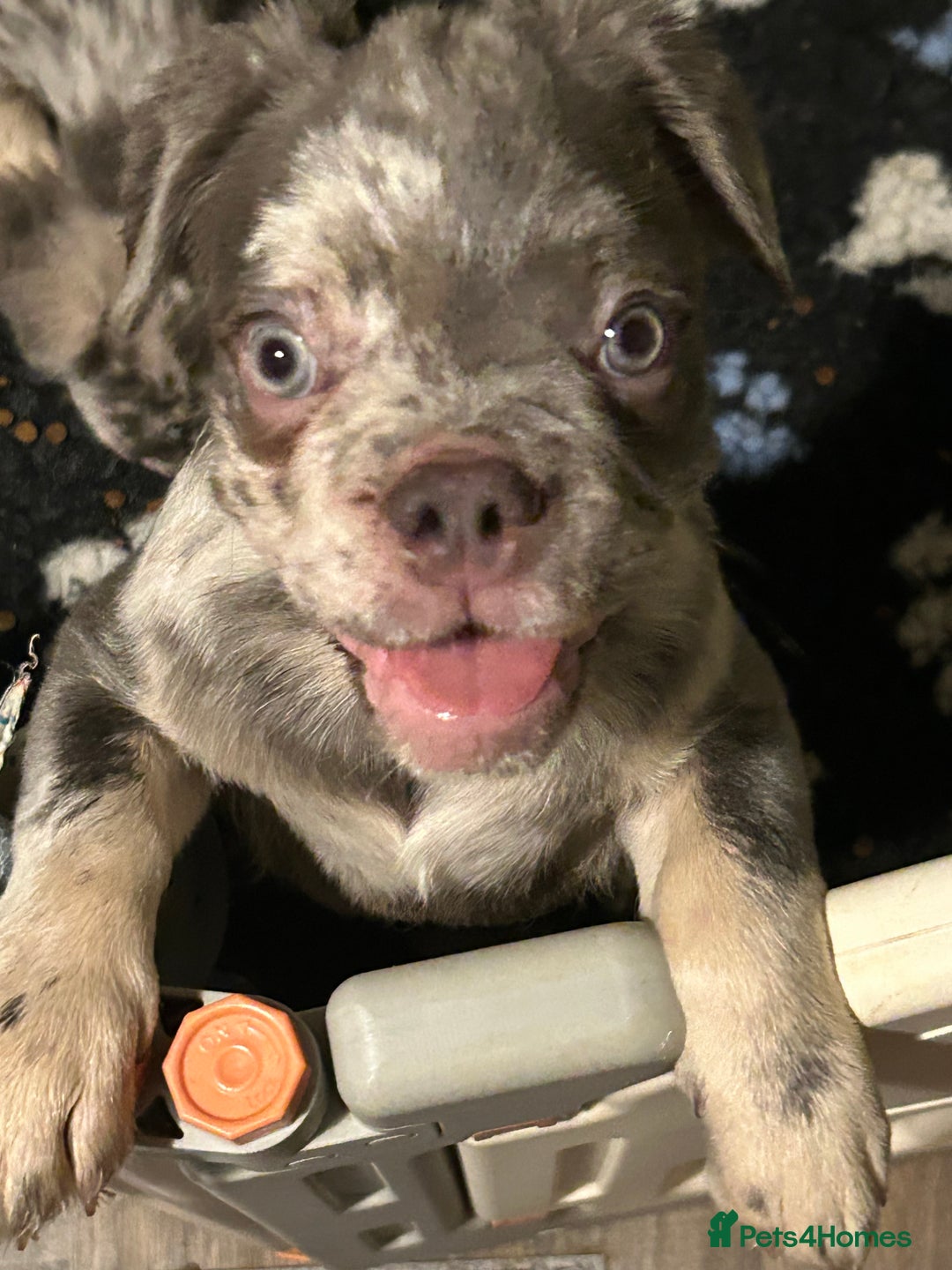 French Bulldog dogs for sale: x2 boys🔥🐾Ready Now🔥🐾Fluffy French bulldogs🔥🐾 in Rotherham - Image 40