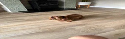 Dachshund dogs for sale: Miniature Dachshund puppies in Tamworth - Advert 4