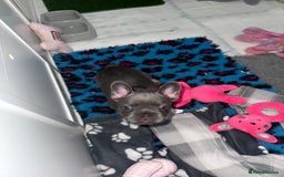 French Bulldog dogs for sale: 🐾Ready Now!! Adorable French Bulldog Puppies!  - Image 14