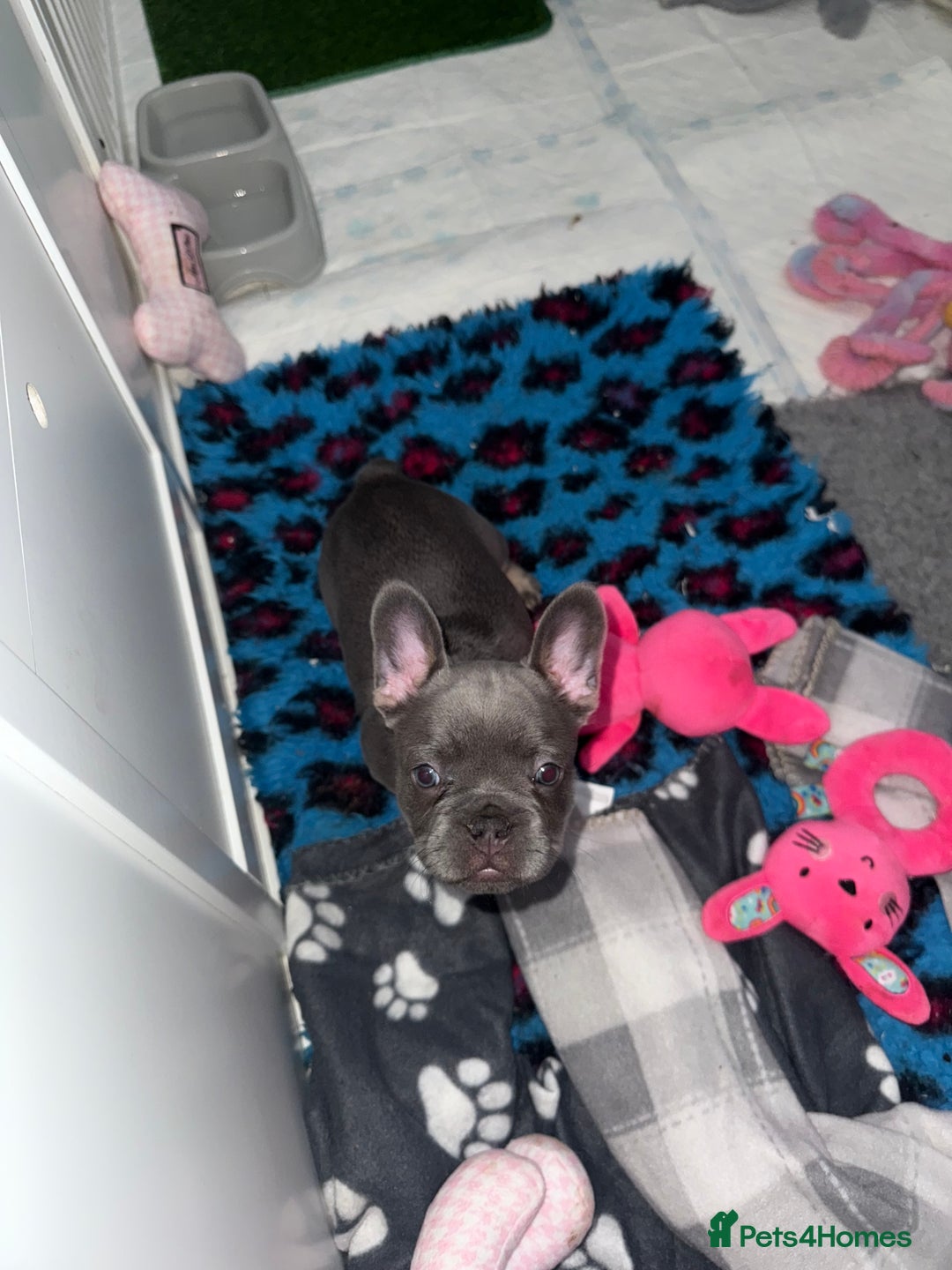 French Bulldog dogs for sale: 🐾Ready Now!! Adorable French Bulldog Puppies!  - Image 14