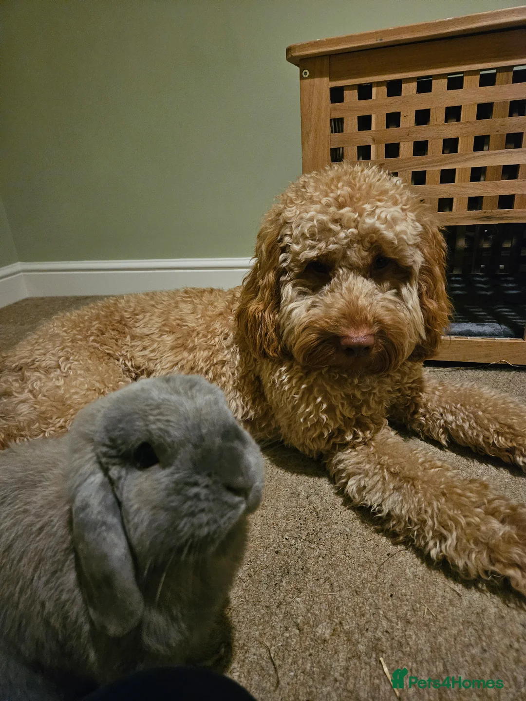 Mini Lop rabbits for sale: Bear, 3.5 year old male rabbit - rehoming  - Advert 5