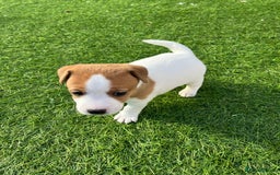 Mixed Breed dogs for sale: Lovely Jack Russel/Plumber puppies - Image 18