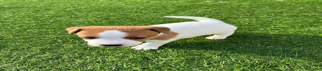 Puppy 3