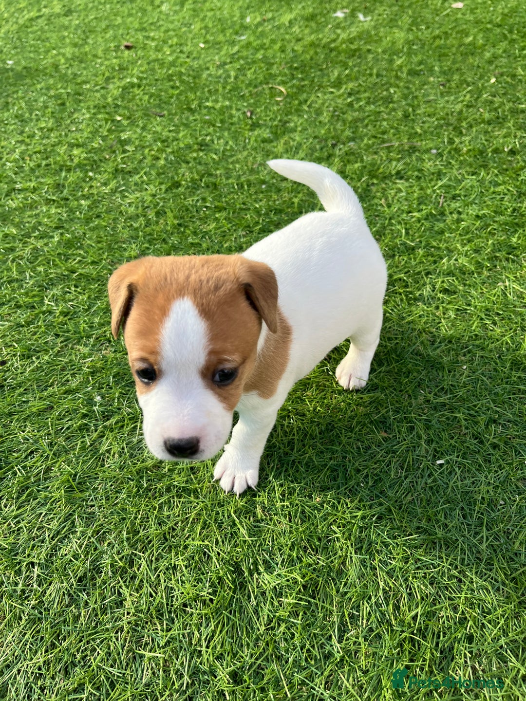 Mixed Breed dogs for sale: Lovely Jack Russel/Plumber puppies - Image 18