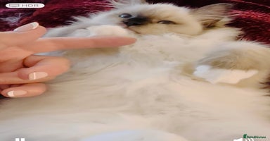 Ragdoll cats - Advert 7