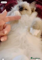 Ragdoll cats - Advert 12