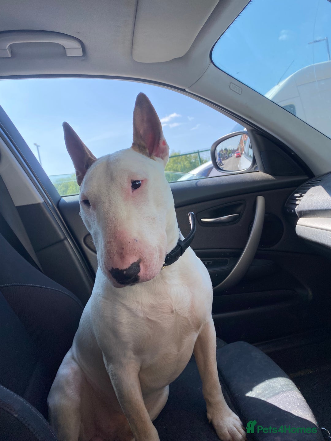 English Bull Terrier dogs for stud: English bull terrier for stud  - Advert 16