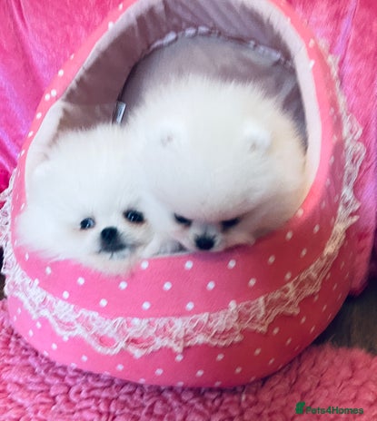 Pomeranian dogs - Advert 3