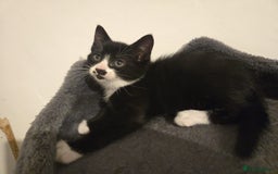 Mixed Breed cats for sale: 4 Kittens for sale  - Image 13
