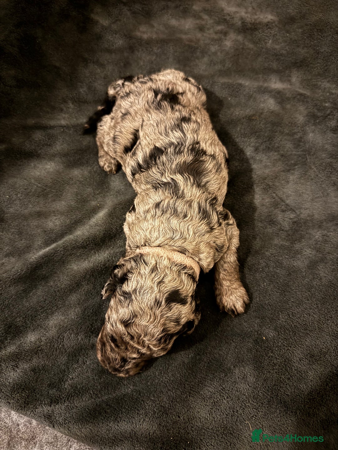 Miniature Poodle dogs for sale: Striking merle and black Miniature Poodle Puppies - Advert 27