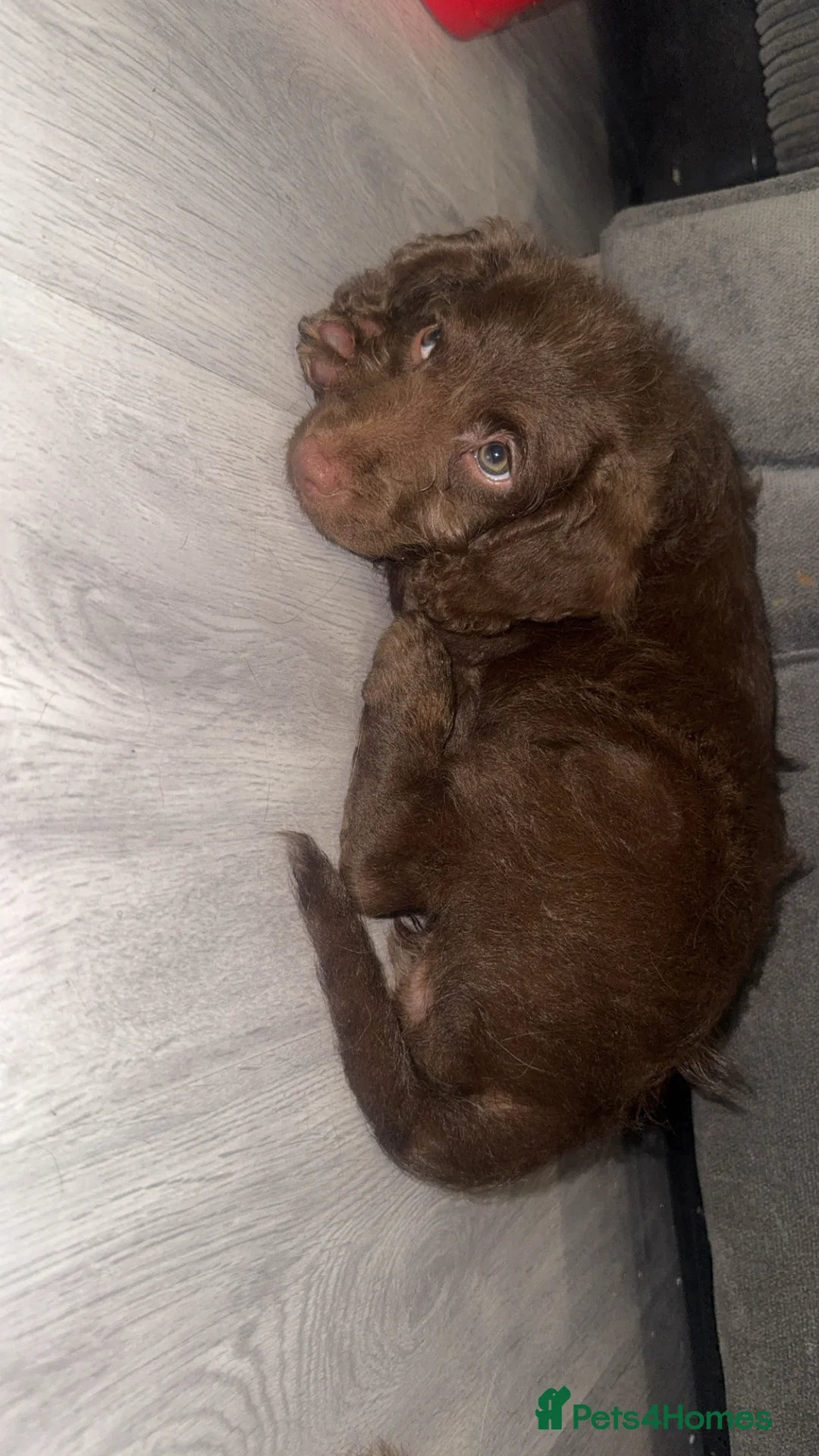 Labradoodle dogs for sale: Labradoodle puppy in Swanley - Advert 3