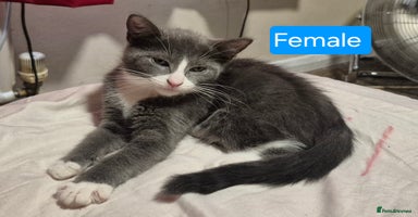 Russian Blue cats - Advert 1
