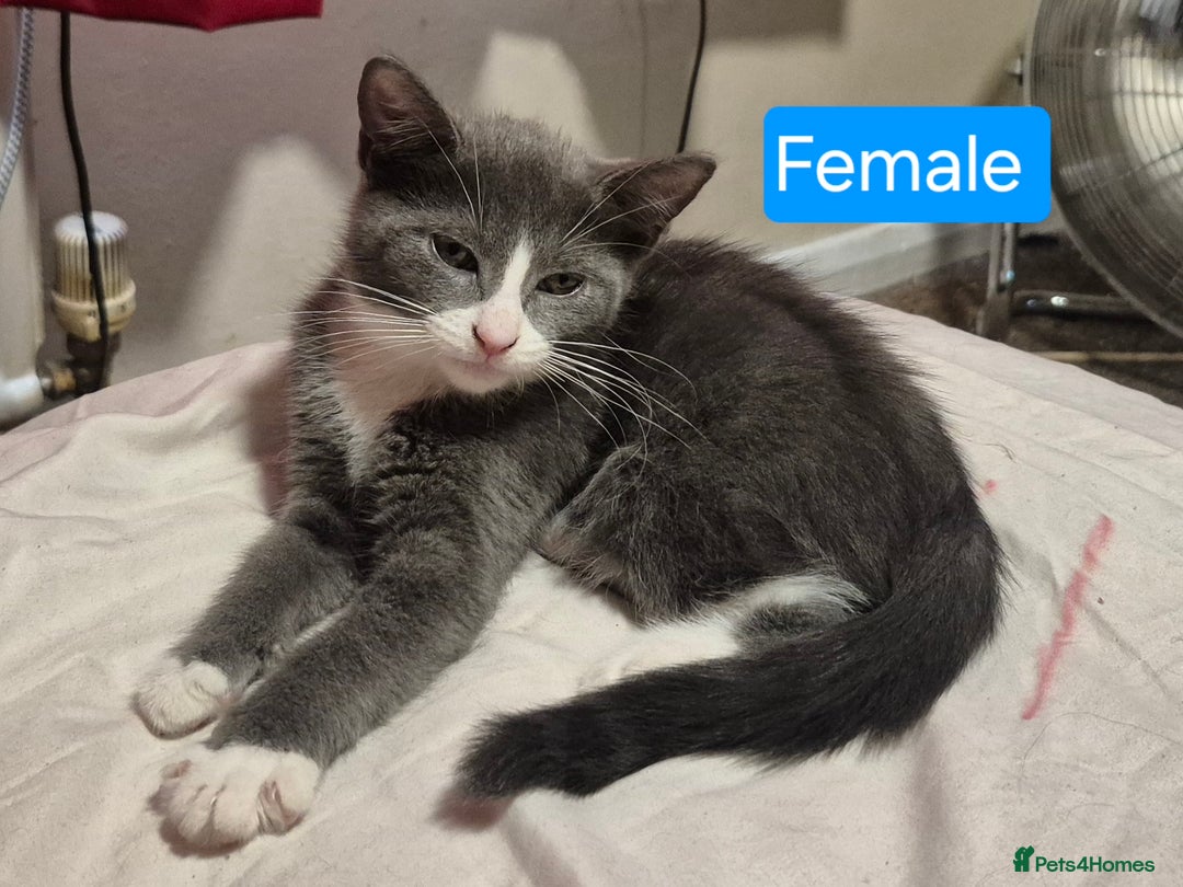 Russian Blue cats for sale: 2 Beautiful Russian Blue X kittens - Image 2