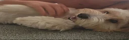 Cockapoo dogs for sale: 🐾 Loving Home Wanted for Our Puppy 🐾 Cockapoo  in Margate - Advert 4