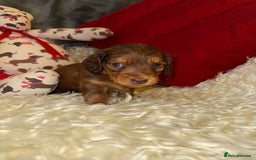Miniature Dachshund dogs for sale: 💚🧡Stunning KC Longhaired Mini Dachshunds💚🧡 - Image 3