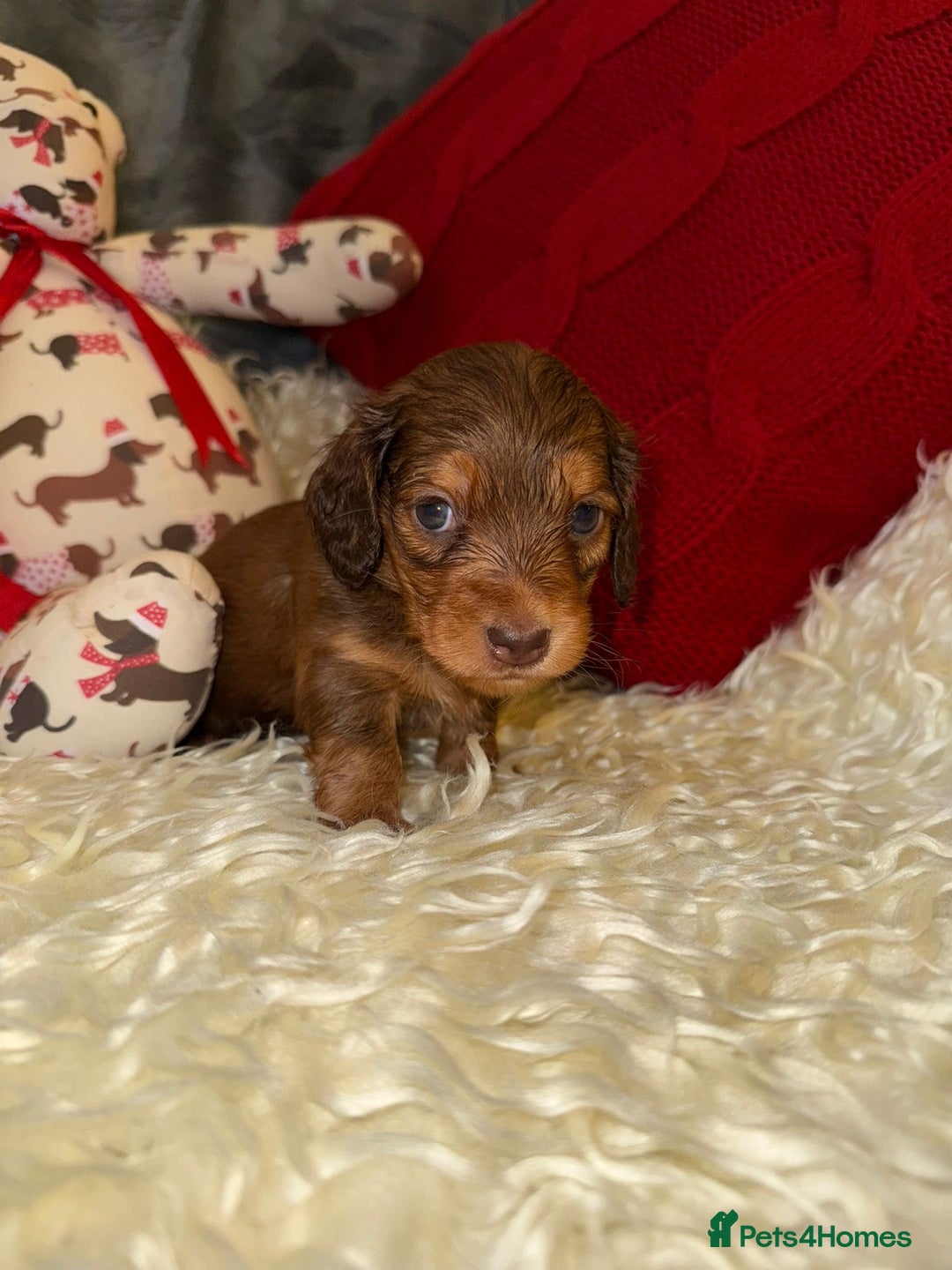 Miniature Dachshund dogs for sale: 💚🧡Stunning KC Longhaired Mini Dachshunds💚🧡 - Image 3