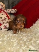Miniature Dachshund dogs - Advert 1