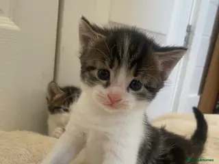 Mixed Breed cats Tri colour kittens - Advert 3