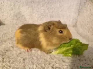 Guinea Pig rodents 2 boars looking 4 there forever home ready now - Advert 2