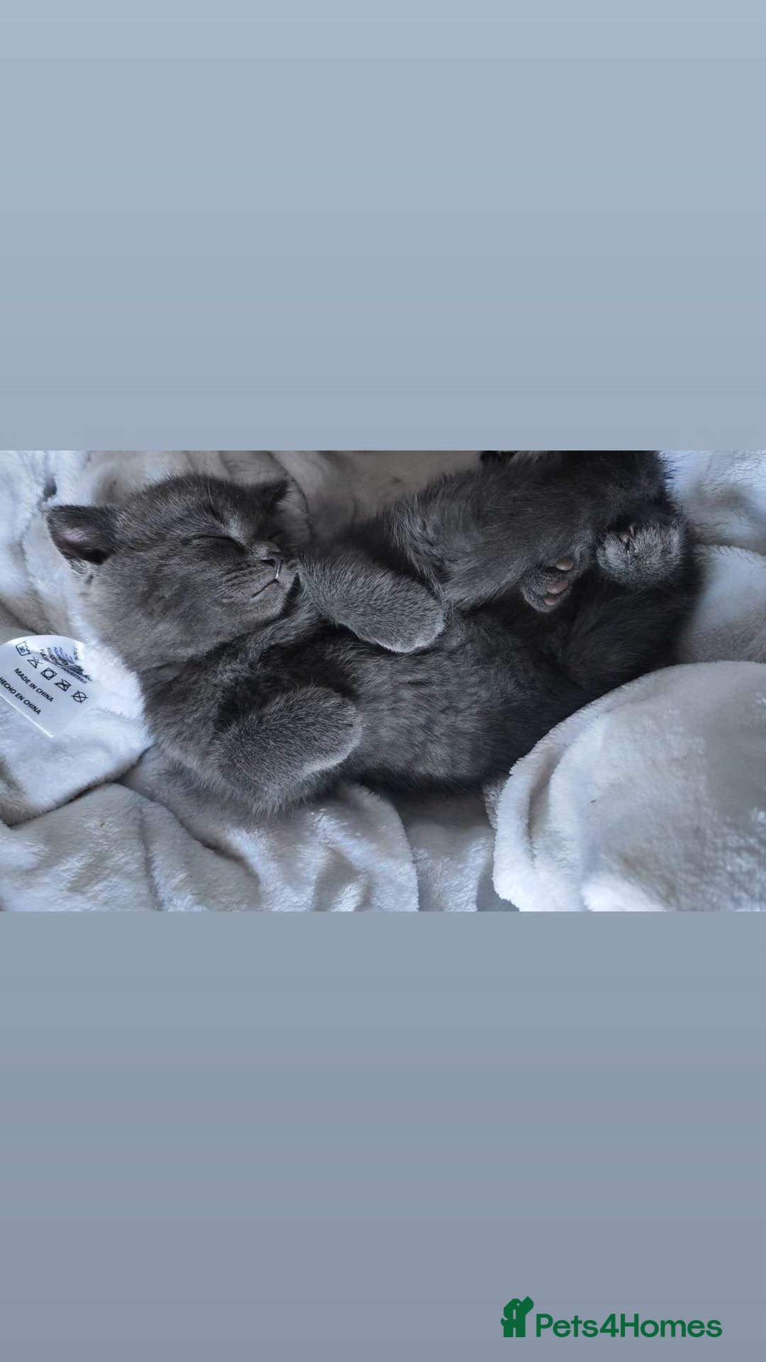 Scottish Fold cats for sale: Female Scottish fold  - Image 1