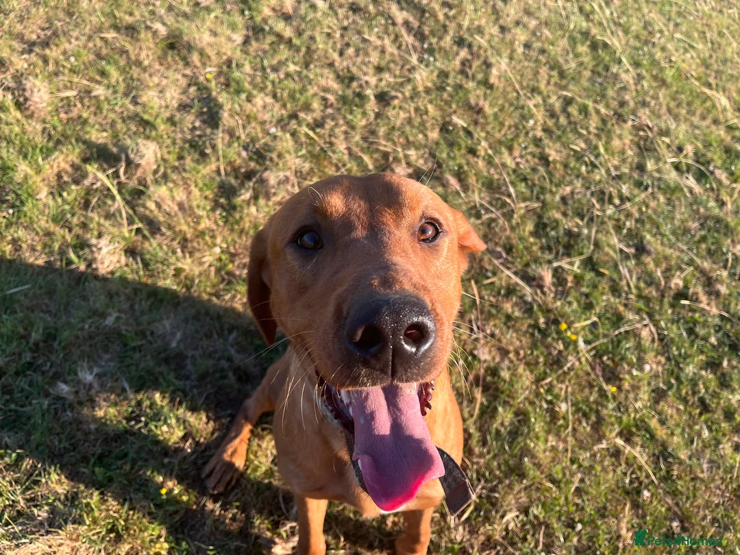 Labrador Retriever dogs for sale: Fox red male - Image 2