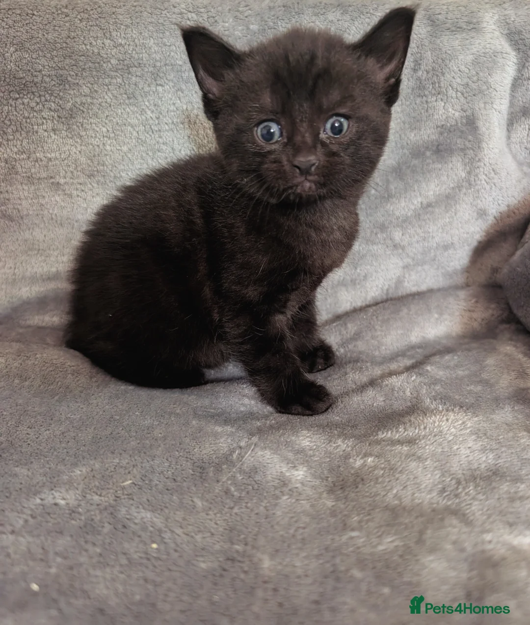Mixed Breed cats for sale: Beautiful little kitten needing loving home  in Woodbridge - Advert 1