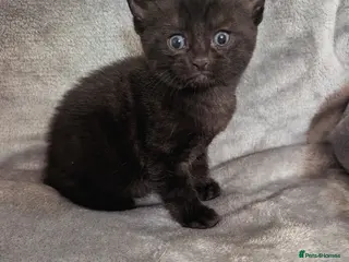 Mixed Breed cats Beautiful little kitten needing loving home - Advert 1