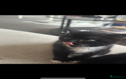 British Shorthair cats for sale: 🐾Adorable British shorthair kittens🐾 - Image 6