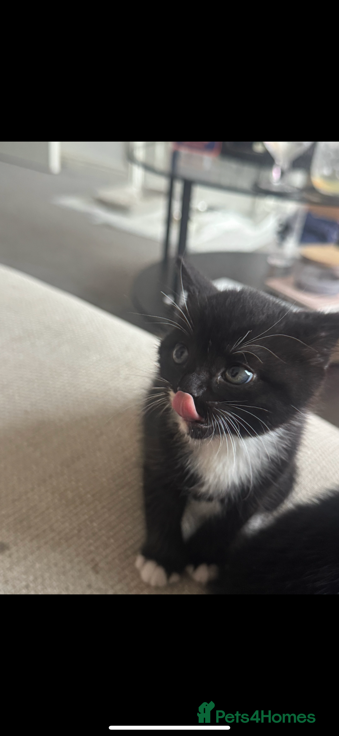 British Shorthair cats for sale: 🐾Adorable British shorthair kittens🐾 - Image 6
