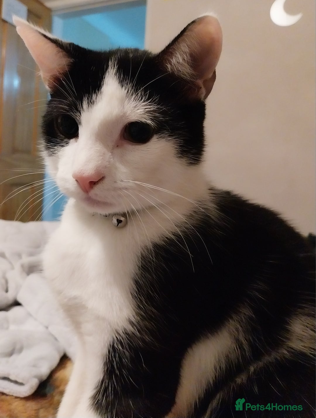 Mixed Breed cats for sale: Male tuxedo cat named Luca  - Advert 4