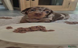 Miniature Dachshund dogs for sale: 3 Pedigree Miniature Dachshund from loving home - Image 5