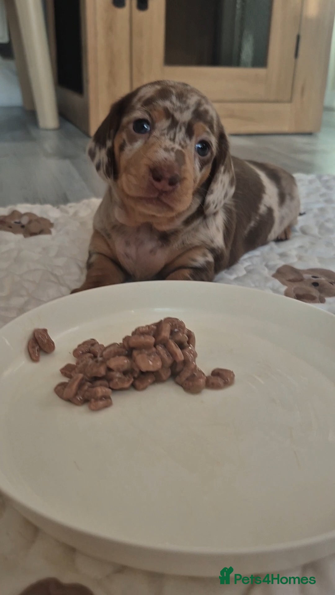 Miniature Dachshund dogs for sale: 3 Pedigree Miniature Dachshund from loving home - Image 5