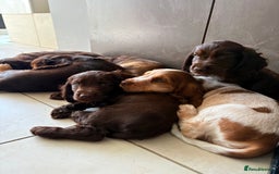 Cocker Spaniel dogs for sale: Ready to go last chocolate show cocker spaniel - Image 11
