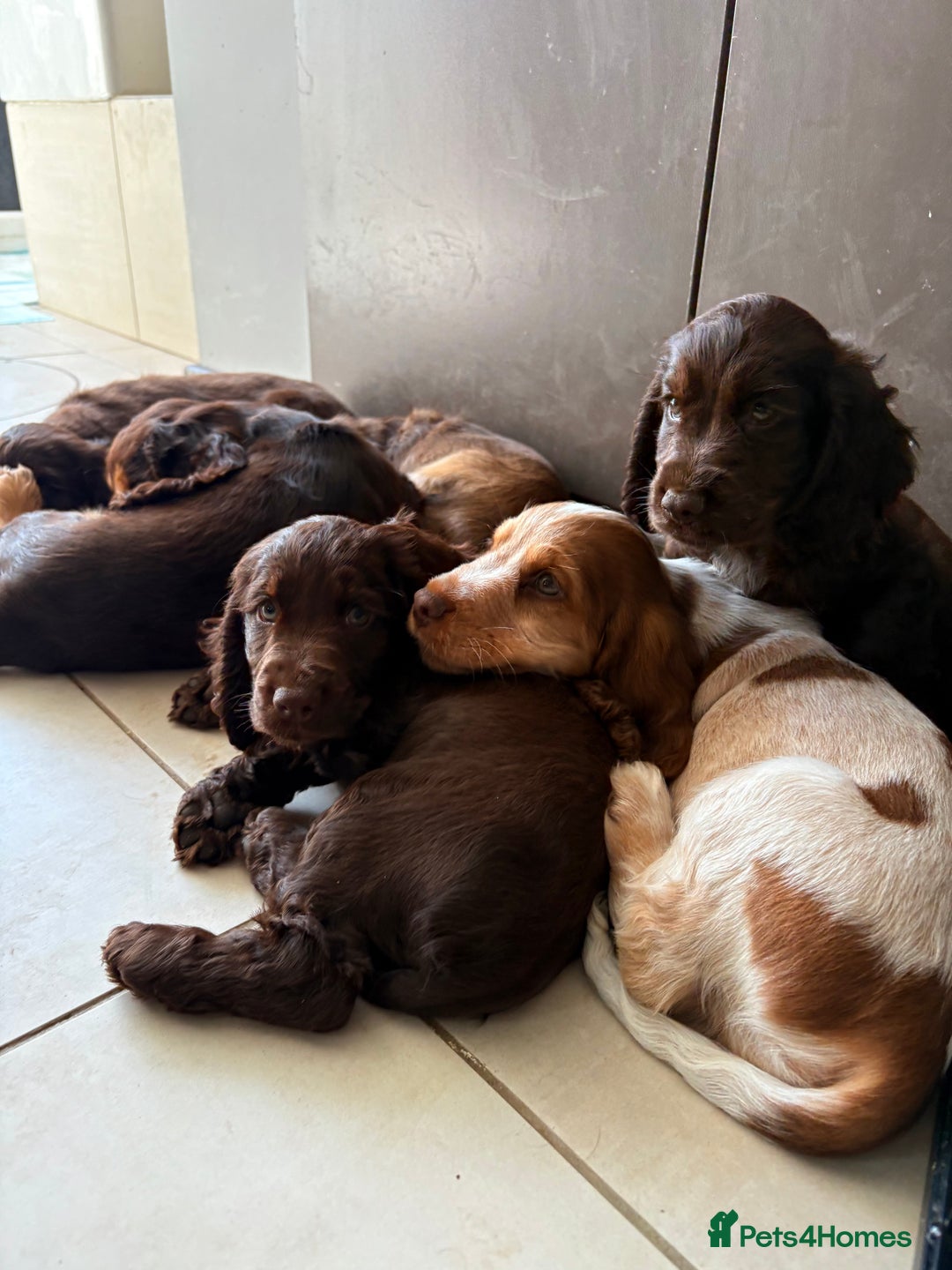 Cocker Spaniel dogs for sale: Ready to go last chocolate show cocker spaniel - Image 11