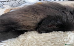 Pomeranian dogs for sale: Pomeranian for sale - Image 3