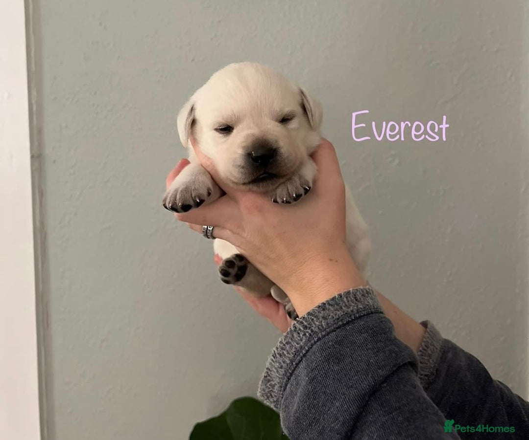 Labrador Retriever dogs for sale: Cream Labrador Retrievers !!! - Image 8